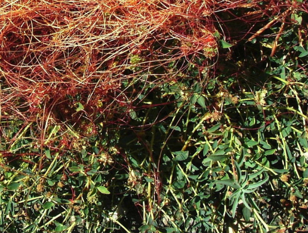 Cuscuta da determinare � 9